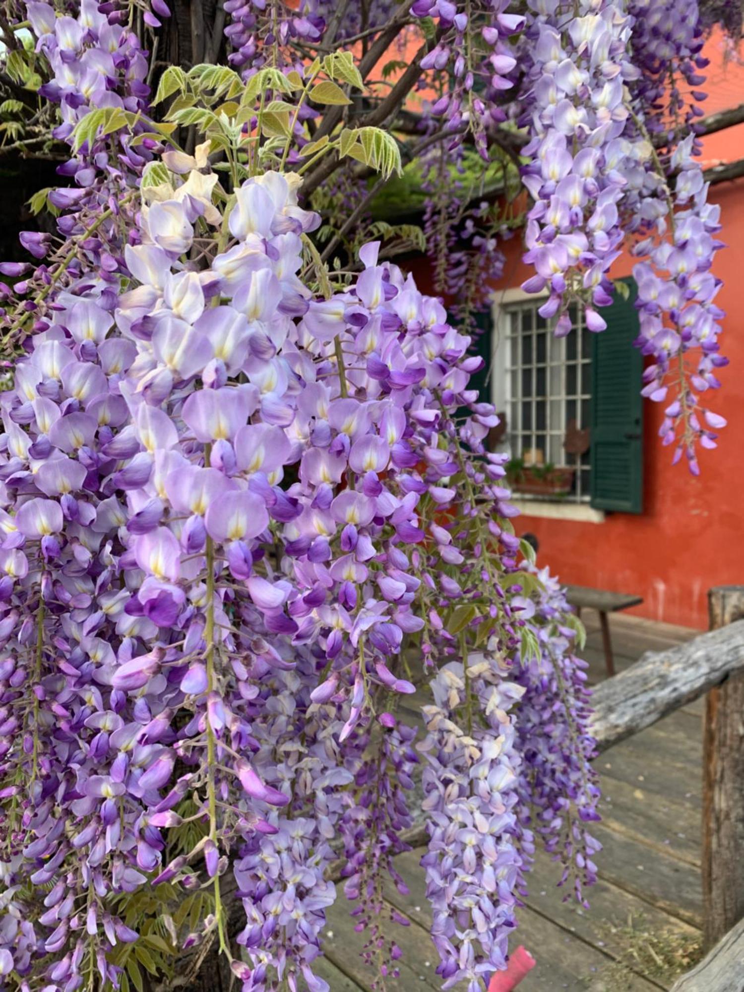 Fattoria Amelia Villa Santa Caterina  Exterior foto